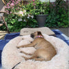 Relaxing Canine Bed