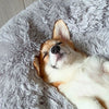 Relaxing Canine Bed