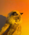 LED Table Lamp with Sunset Projection