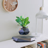 Trendy Floating Bonsai Pot with Magnetic Levitation - Stylish Black Wood Design for Home Decor and Unique Gifts
