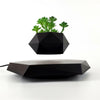 Trendy Floating Bonsai Pot with Magnetic Levitation - Stylish Black Wood Design for Home Decor and Unique Gifts