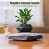 Trendy Floating Bonsai Pot with Magnetic Levitation - Stylish Black Wood Design for Home Decor and Unique Gifts